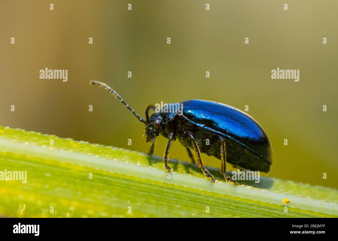 Nahaufnahme eines blauen Käfers Stockfoto