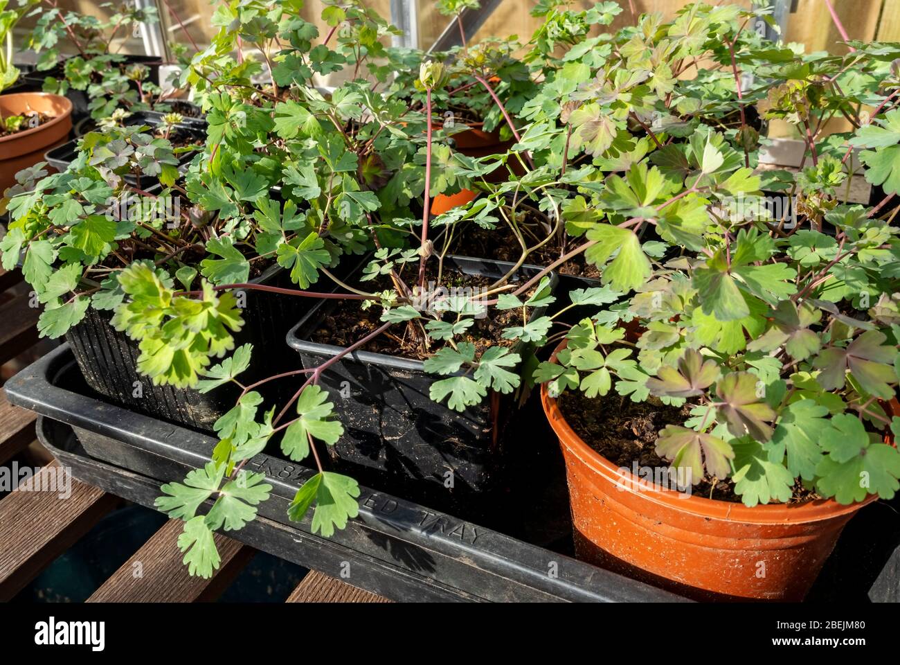 Nahaufnahme von jungen Sämlingssämlingen aquilegia columbine Pflanzen, die im Frühjahr in Töpfen im Gewächshaus wachsen England Vereinigtes Königreich GB Großbritannien Stockfoto