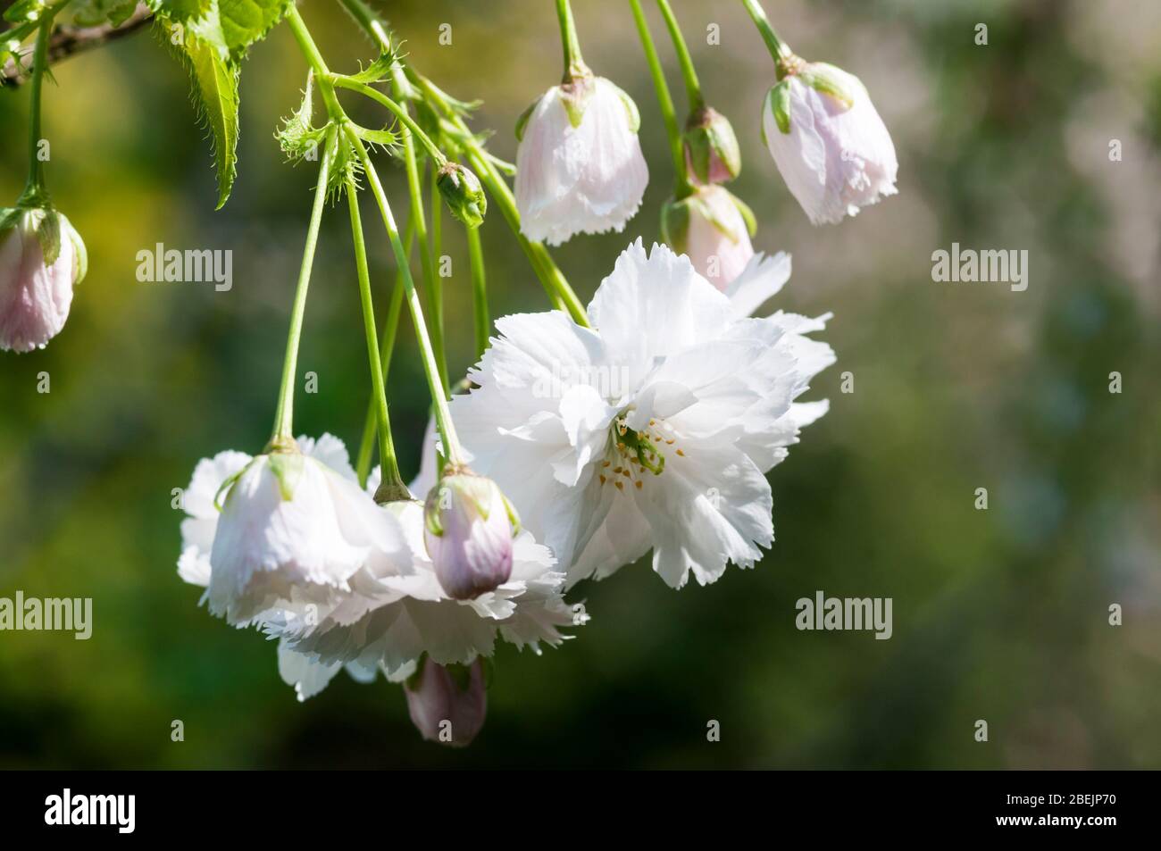Frühlingsblüte auf einem Zierkirschenbaum, Prunus japonica. Stockfoto