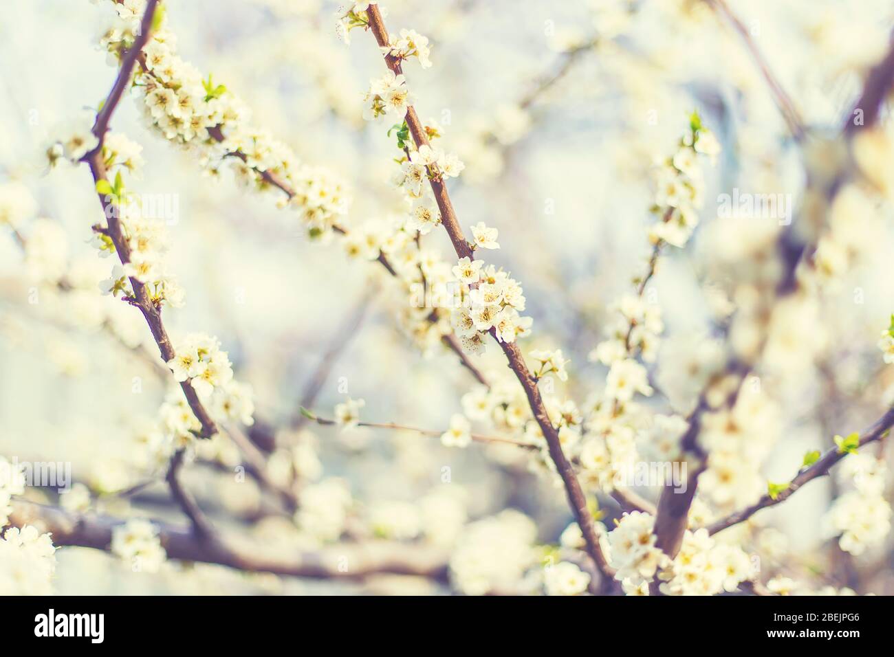 Blühender Baum im Garten. Selektiver Fokus. Stockfoto