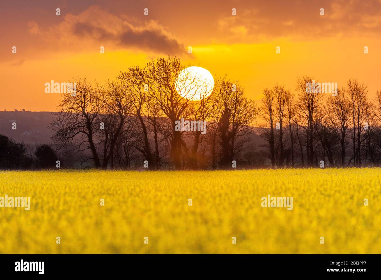 Shanagarry, Cork, Irland. April 2020. Sonnenaufgang über einem Rapsfeld im Ballymaloe House and Farm in Shanagarry, East Cork, Irland. - Credit; David Creedon / Alamy Live News Stockfoto