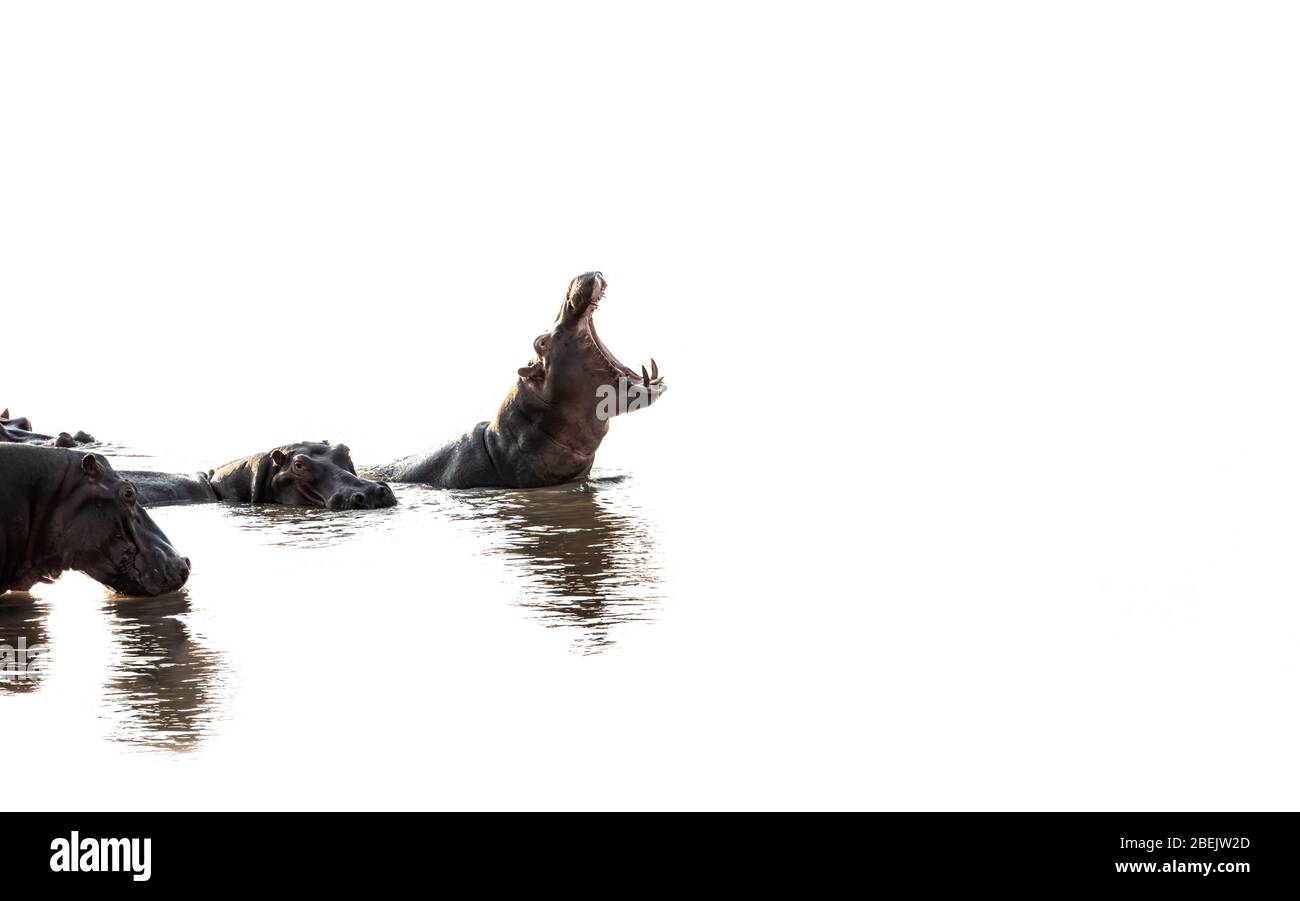 Hippo mit offenem Mund und großen Zähnen Stockfoto
