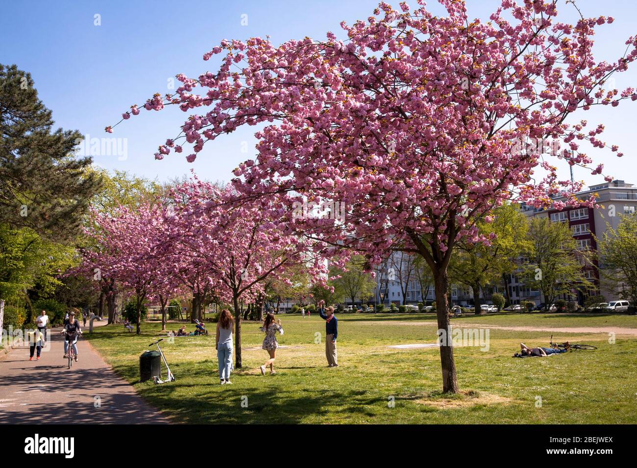 Blühende Kirschbäume im Park am Theodor-Heuss-Ring, Köln. Blaue Kirschbäume im Park am Theodor-Heuss-Ring, Köln, Deutschland. Stockfoto