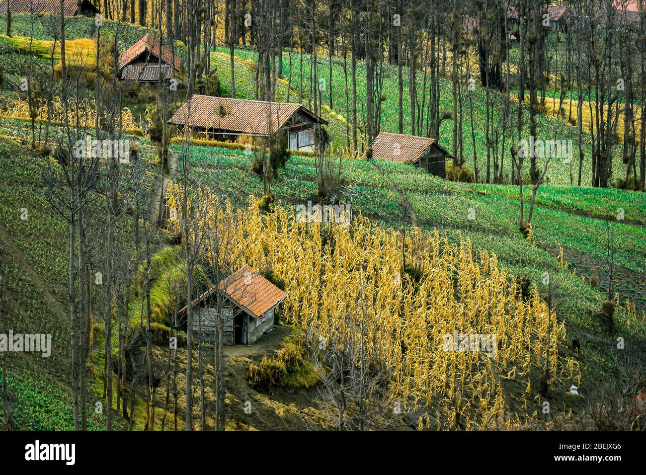 Traditionelles Dorf Cemoro Lawang, umgeben von Feldern. Ost-Java, Indonesien. Cemoro Lawang Dorf liegt in der Nähe Vulkan Bromo. Stockfoto