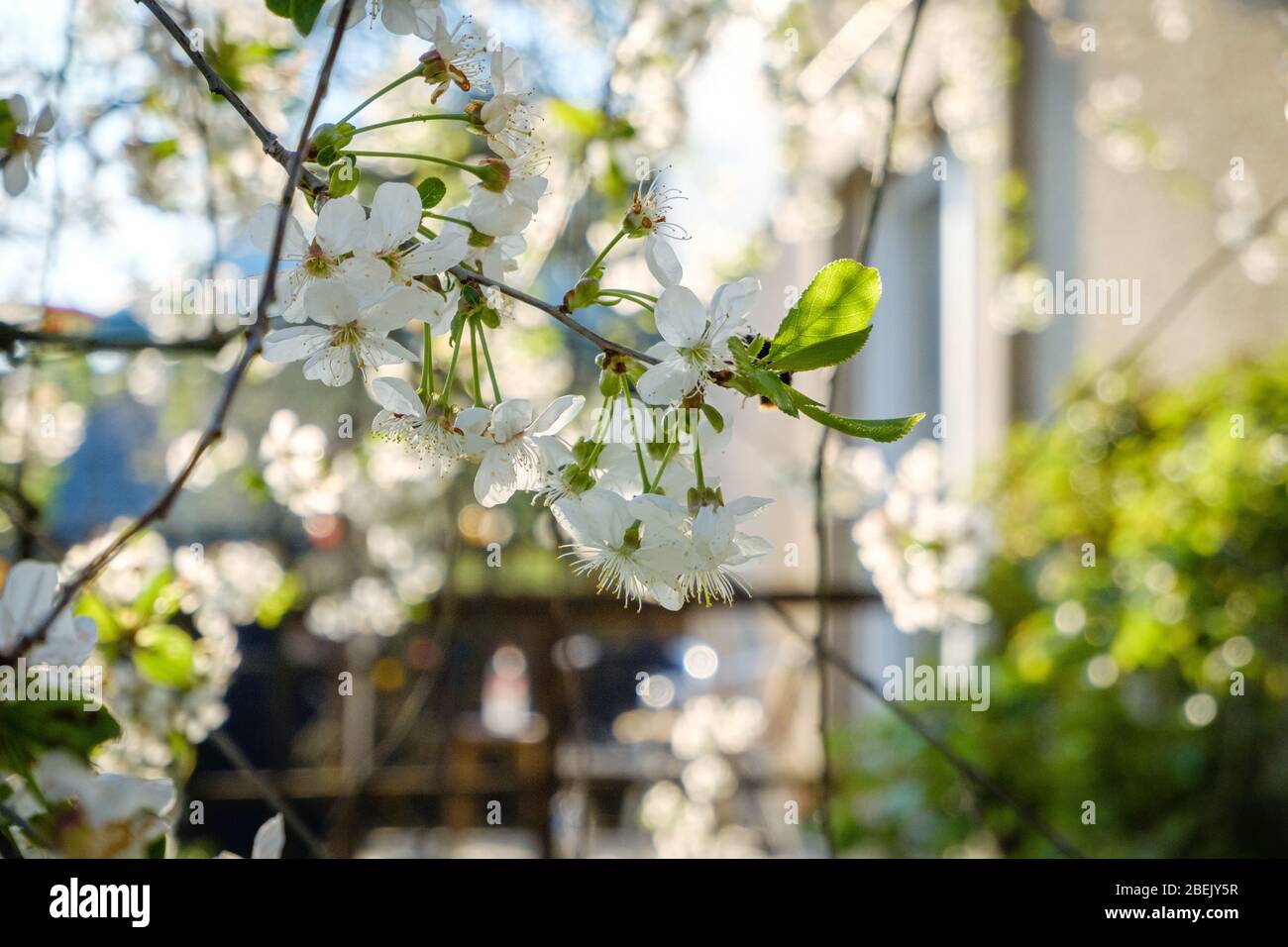 Schöne weiße Kirschblüten vor einem blauen Himmel mit strahlenden Farben und einer kurzen Schärfentiefe Stockfoto