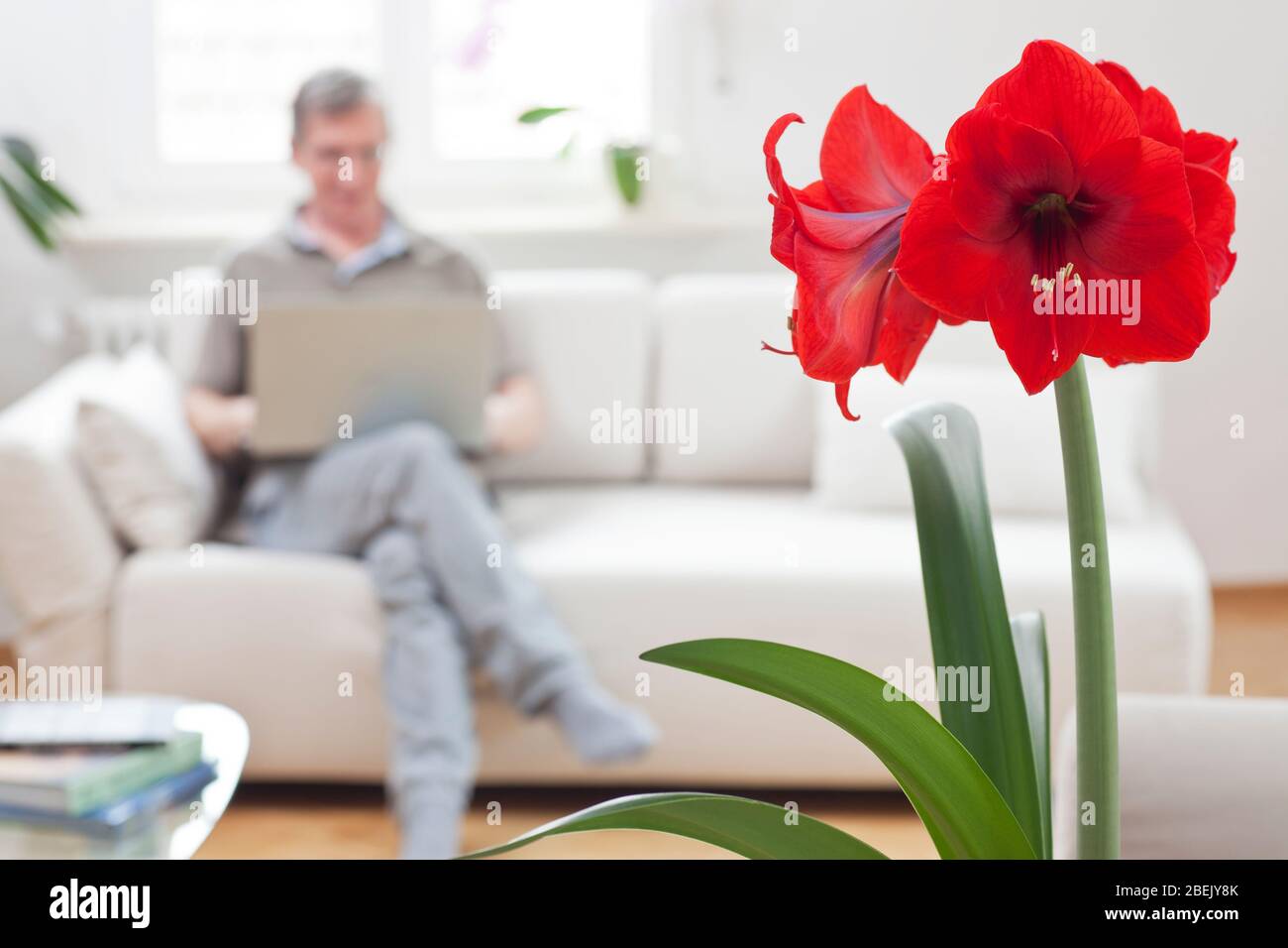 Reifer Mann, der mit Laptop arbeitet, während er auf einer Couch in einem hellen Wohnzimmer zu Hause sitzt - konzentrieren Sie sich auf die rote Amaryllis Blume im Vordergrund Stockfoto