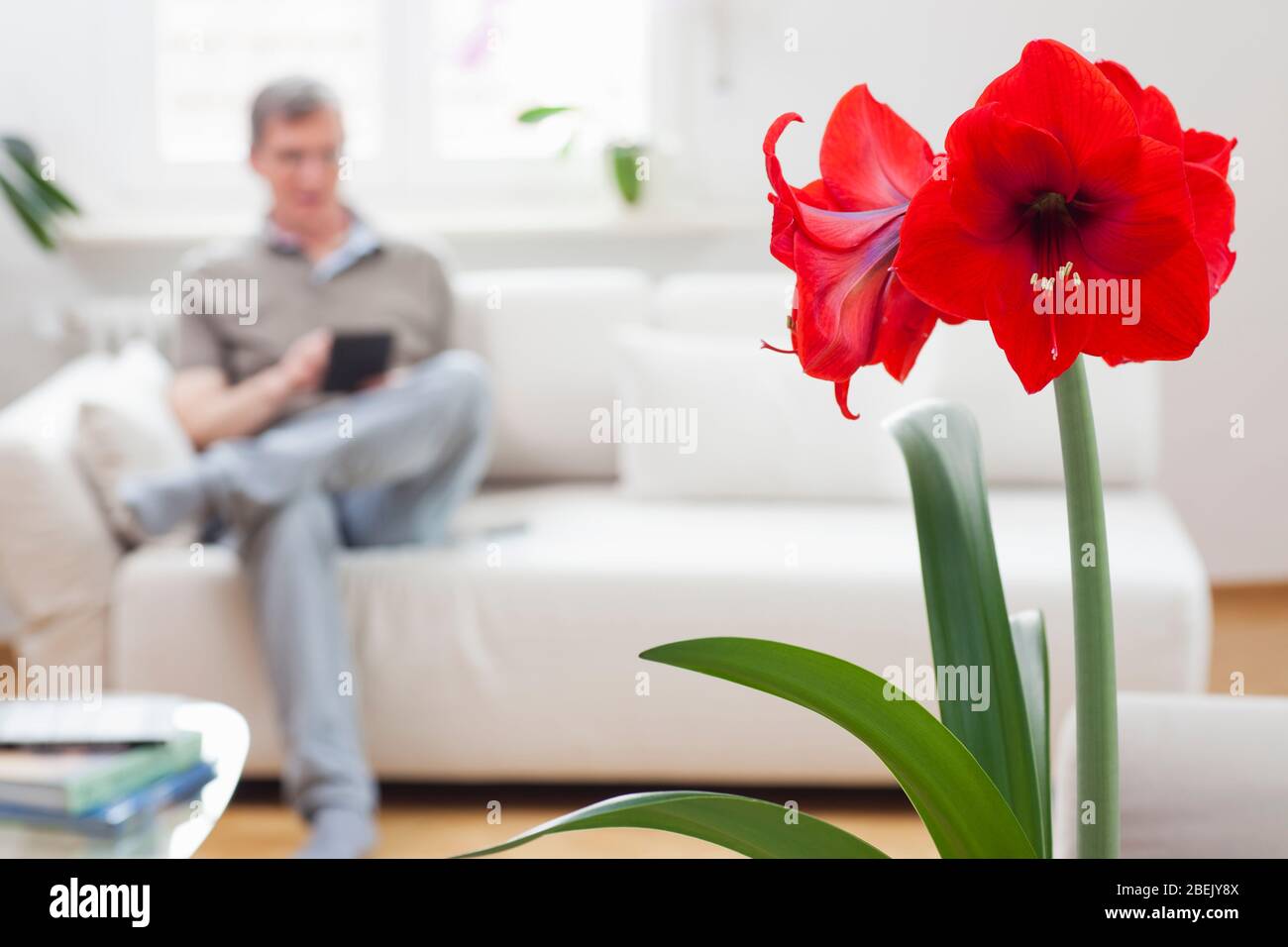 Reifer Mann, der auf einem Tablet oder E-Book sitzt, während er auf einer Couch in einem hellen Wohnzimmer zu Hause sitzt - konzentrieren Sie sich auf die rote Amaryllis Blume in der Vorahnung Stockfoto
