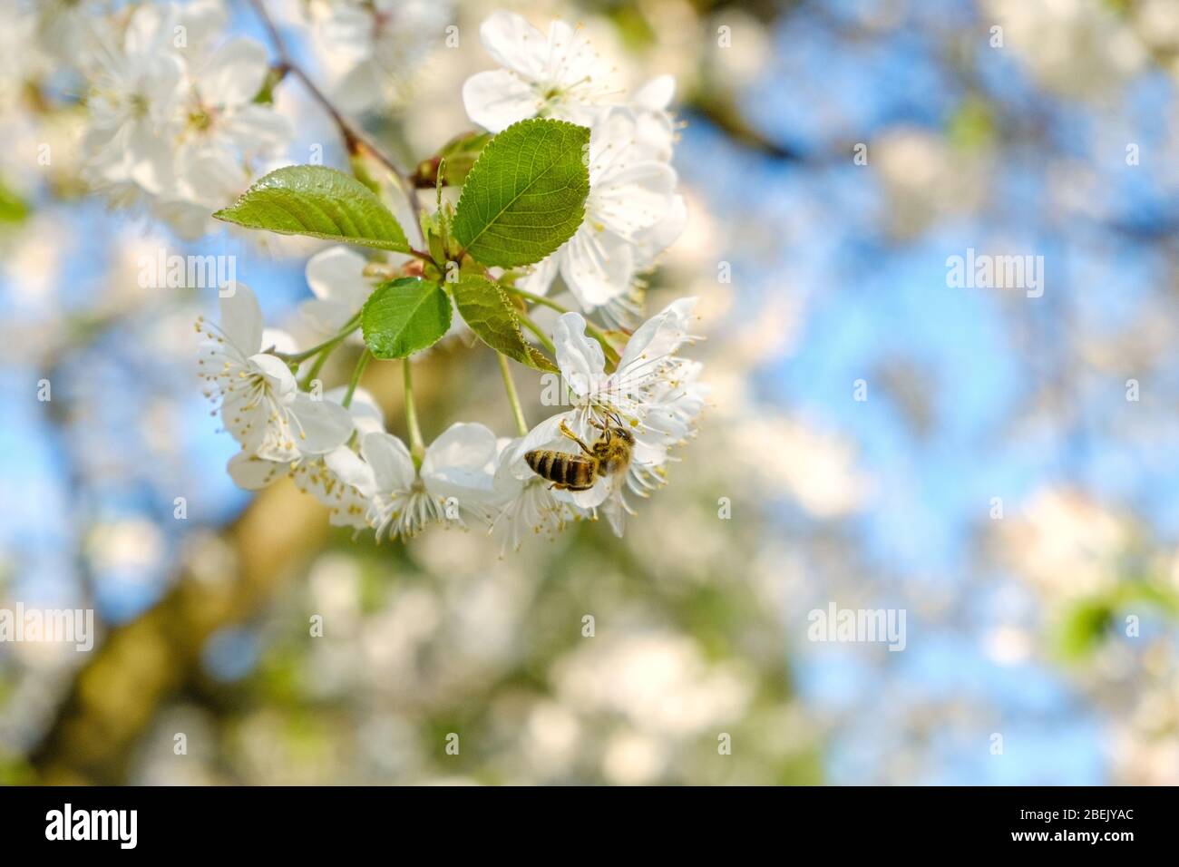 Eine Honigbiene, die auf einer schönen weißen Kirsche sitzt, blüht vor einem blauen Himmel mit strahlenden Farben und einer kurzen Schärfentiefe Stockfoto