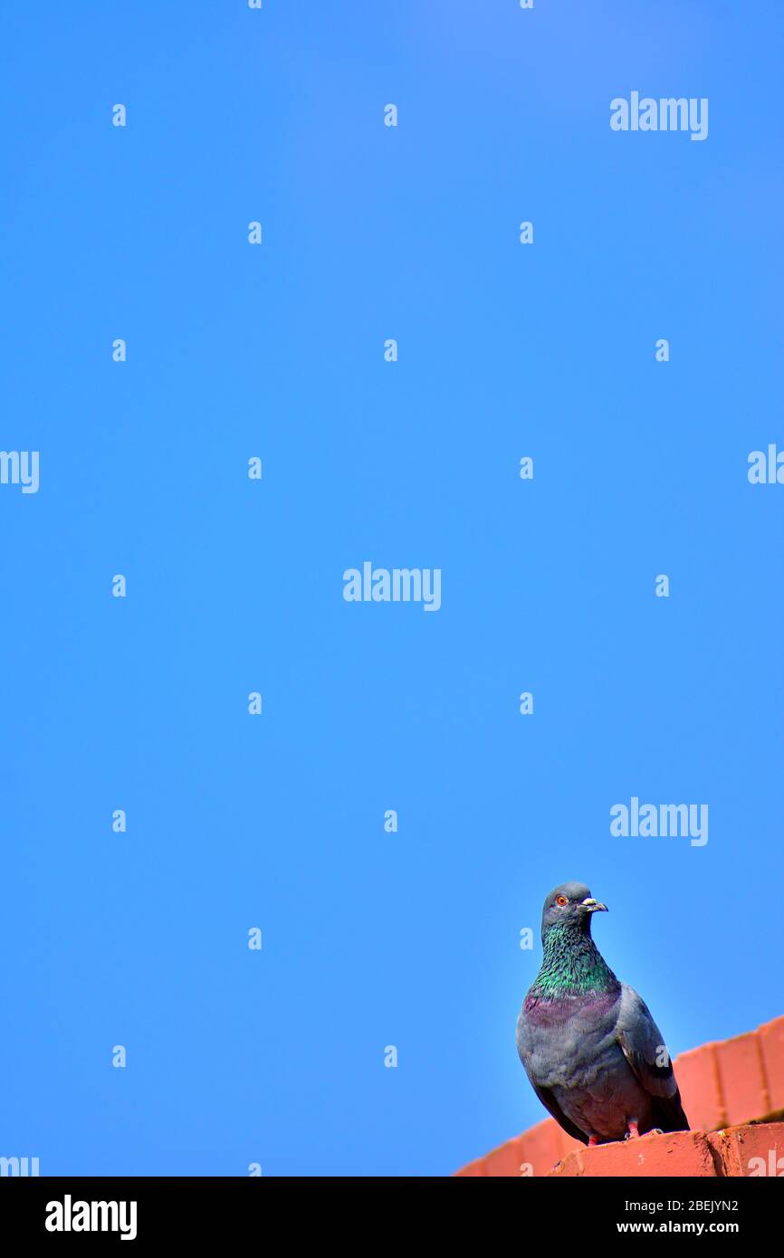 Thront Taube mit einem blauen Himmel Hintergrund. Stockfoto