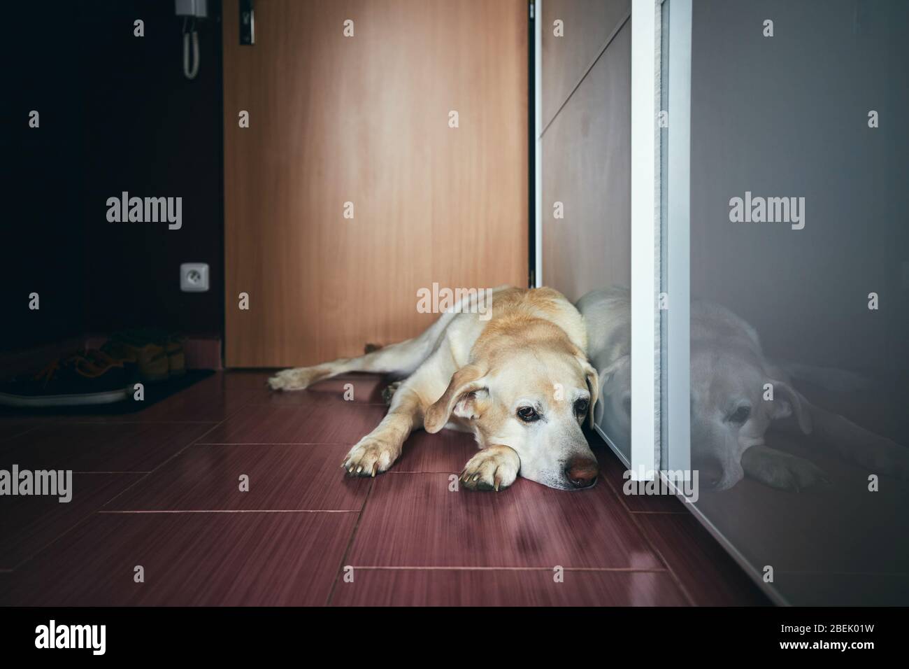 Treuer Hund (labrador Retriever) wartet auf seinen Besitzer gegen Eingangstür zu Hause. Stockfoto