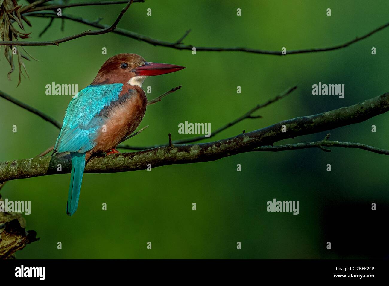 Weiße-Throated Kingfisher Stockfoto