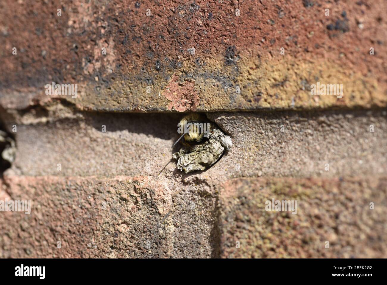 Rote Biene männlich (Osmia bicornis) späht aus Loch in der Wand in England, Großbritannien Stockfoto