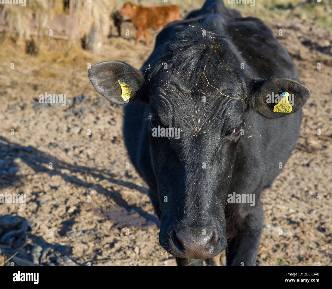 Trossachs, Großbritannien. 13. April 2019. Im Bild: Eine sehr neugierige schwarze Milchkuh kommt zum Zaun, um die Kamera zu betrachten. Normalerweise ist sie an vorbeiziehende Touristen gewöhnt, aber während der Sperrung hatte sie nur wenige Interaktionen. Aufgrund der britischen und schottischen Absperrung des Coronavirus (COVID-19) hat die Polizei die Sperrung durchgesetzt und die Menschen haben die Warnung ernst genommen, da alle Touristen- und Schönheits-Hotspots mit Straßensperren abgesperrt wurden. Quelle: Colin Fisher/Alamy Live News. Stockfoto