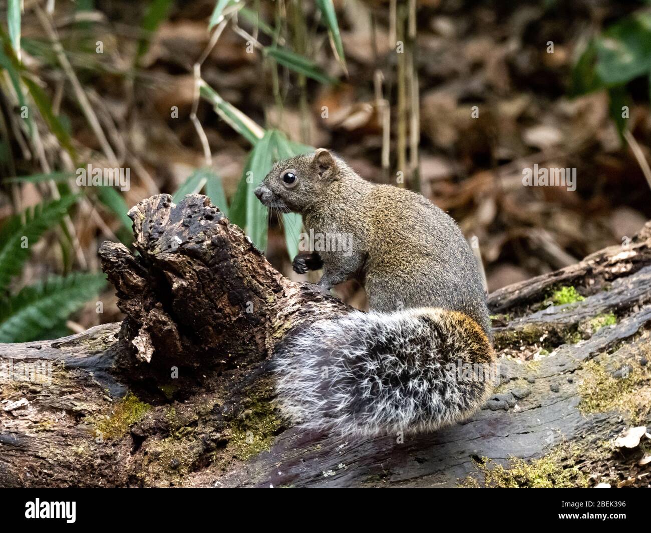 Pallas-Eichhörnchen, Callosciurus erythraeus, jagt entlang eines gefallenen Baumes in einem japanischen Wald nach Nahrung. Ursprünglich aus Südostasien, sind diese Eichhörnchen Stockfoto