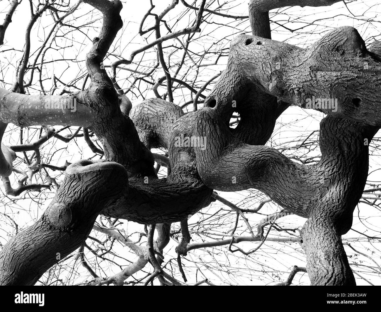 Salix Tortuosa Baum Stockfoto