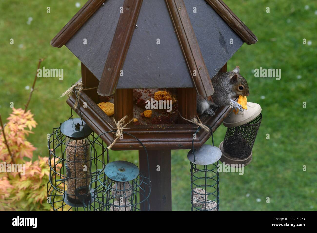 Eichhörnchen im Garten essen ein Makaron Stockfoto