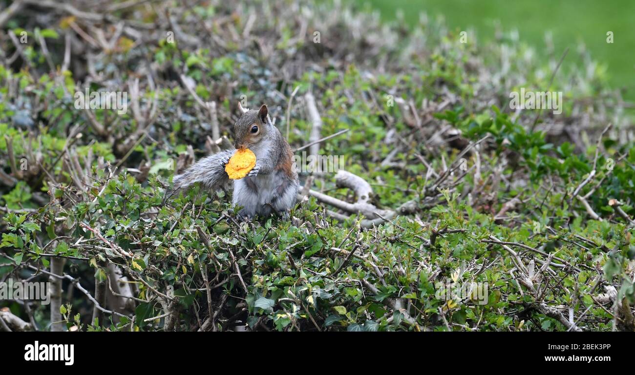 Eichhörnchen im Garten essen ein Makaron Stockfoto