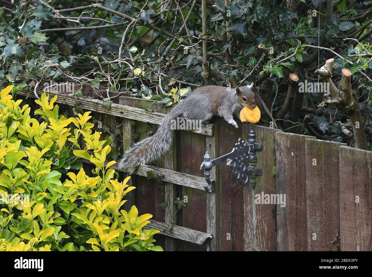 Eichhörnchen im Garten essen ein Makaron Stockfoto
