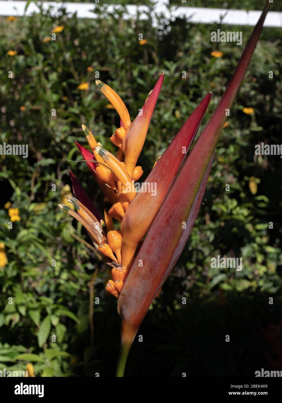 Große exotische Blume, aus der Familie Heliconia psittacorum, in einem Garten, Areal, Rio de Janeiro, Brasilien Stockfoto