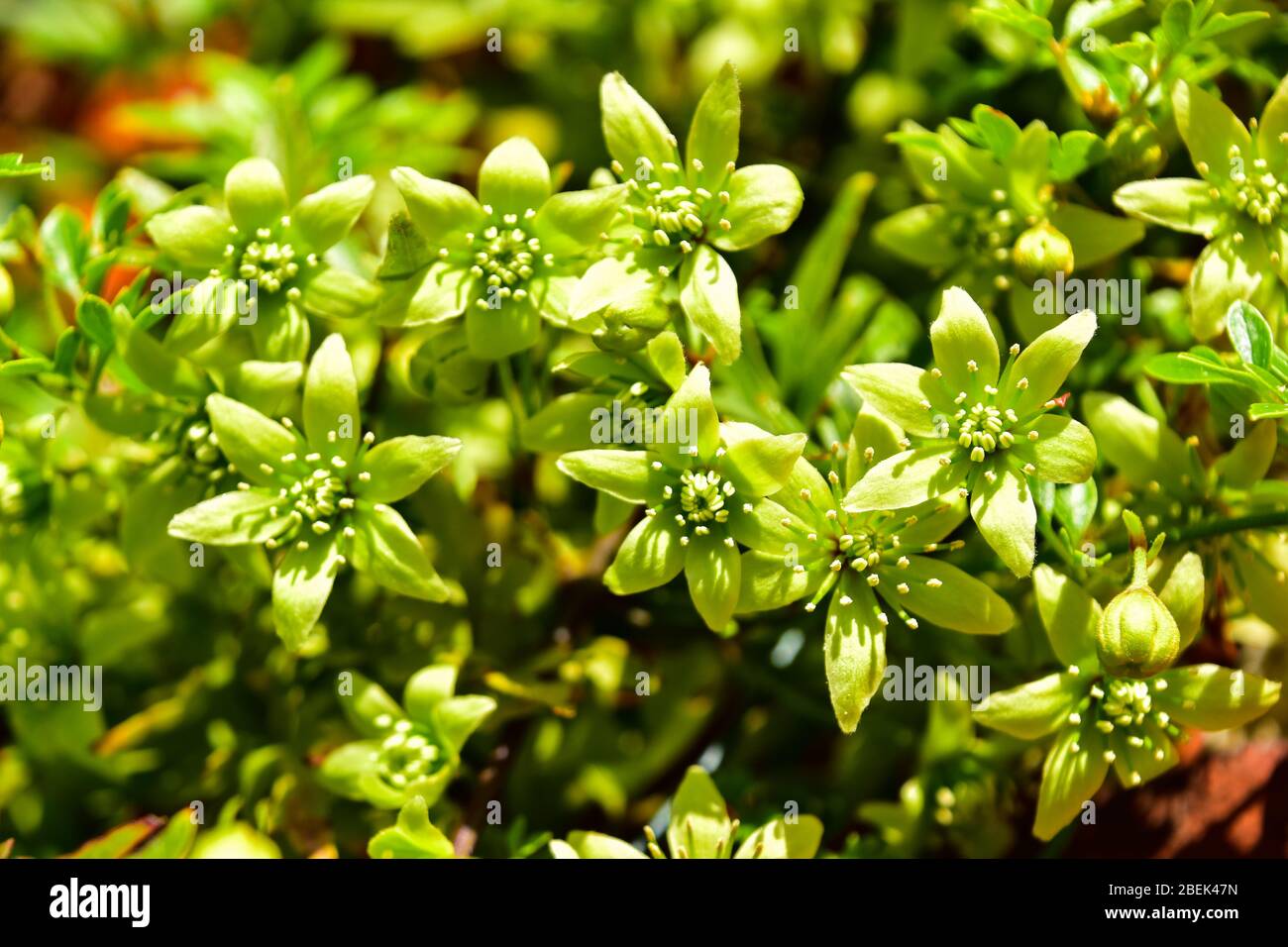 Blumen duften stark Fotos und Bildmaterial in hoher Auflösung Alamy