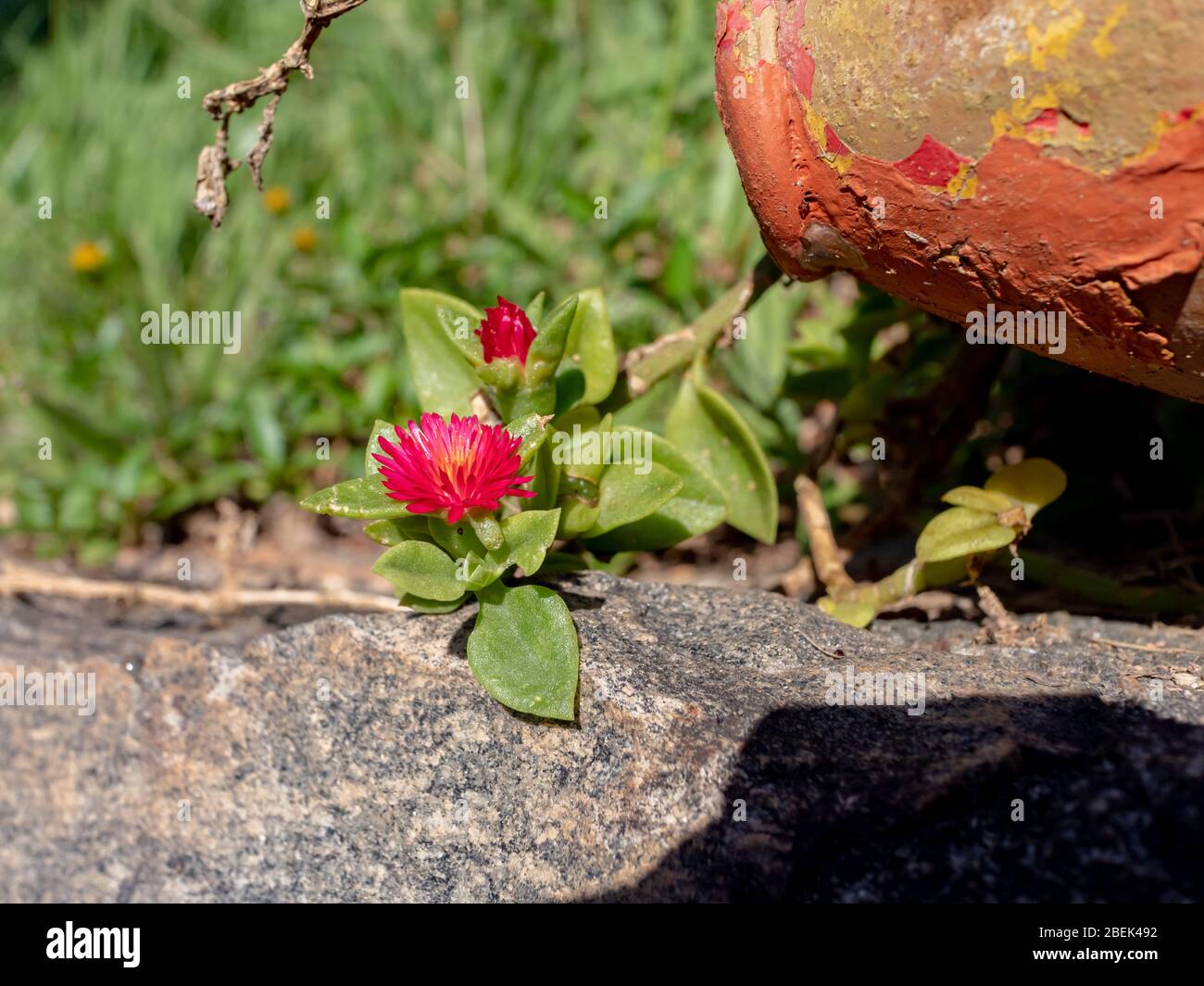 Kleine Blume lilas (Sonnenblume) wächst auf Steinmauer, Areal, Rio de Janeiro, Brasilien Stockfoto