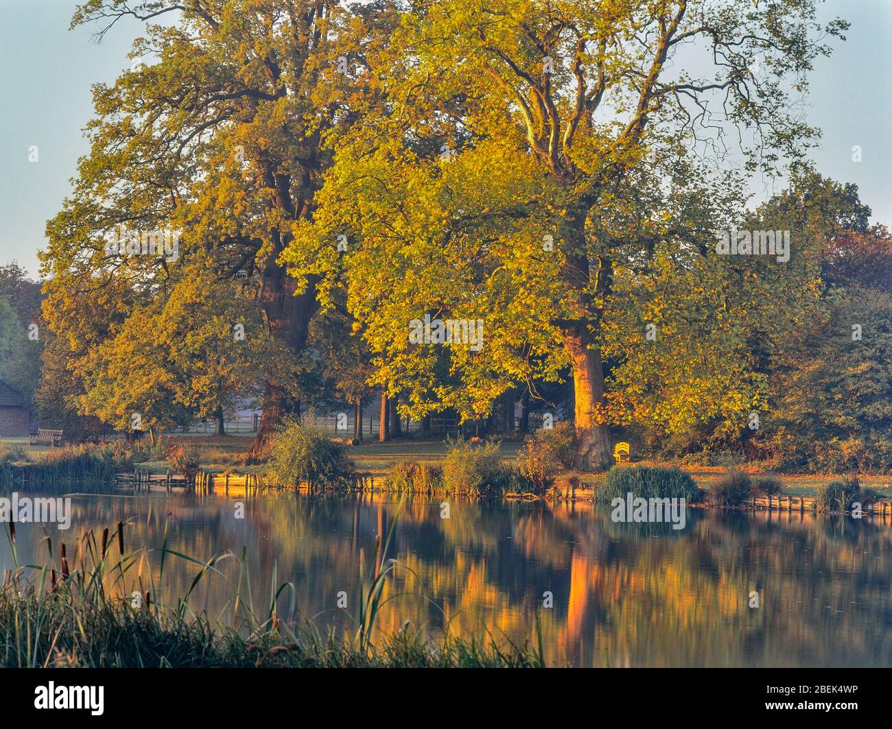 Der See in Hatfield Forest, Essex, England, Großbritannien Stockfoto