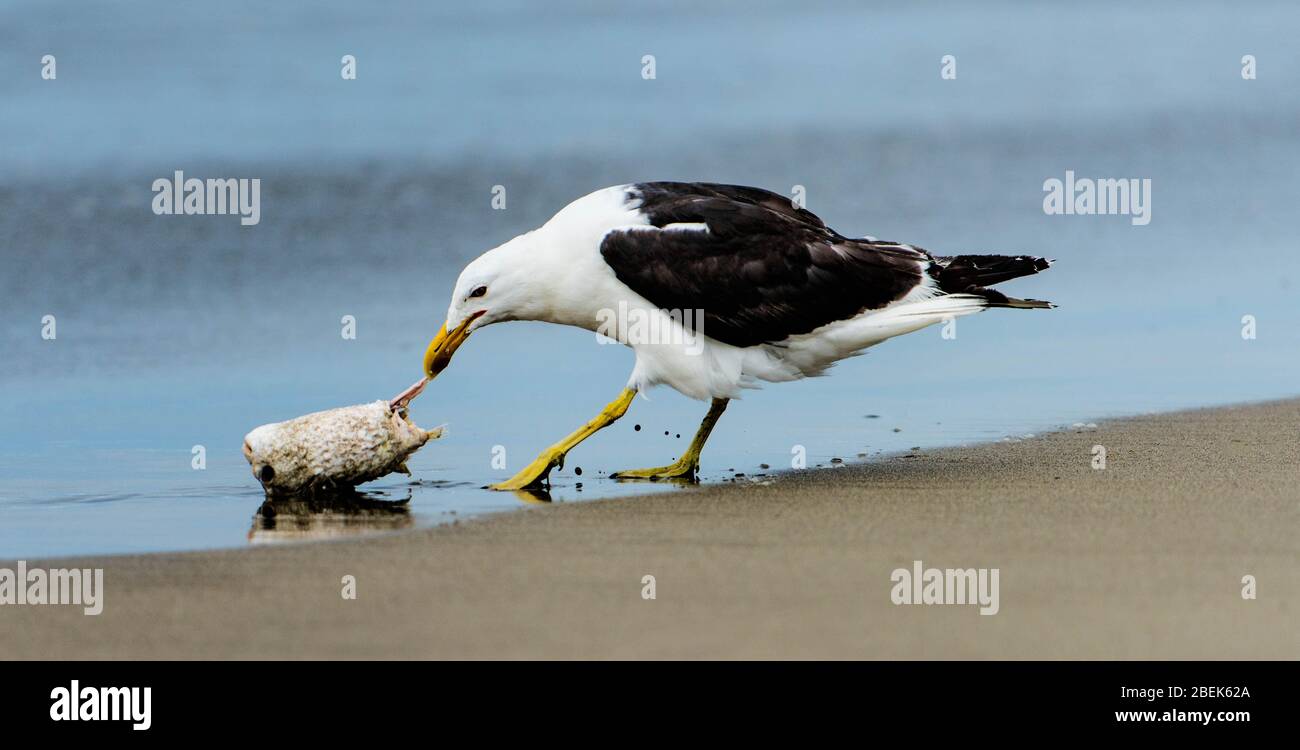 Eine Möwe ist abgebildet, die am Mount Maunganui Beach, Taurunga, Neuseeland, füttert Stockfoto