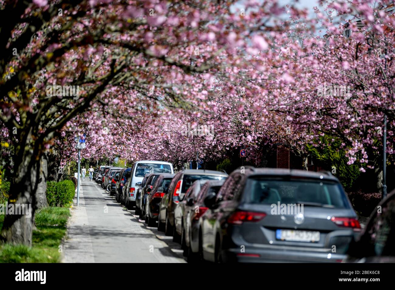 14. April 2020, Berlin: Blühende Kirschbäume säumen die Onkel-Bräsig-Straße in Britz im Berliner Bezirk Neukölln. Foto: Britta Pedersen/dpa-Zentralbild/dpa Stockfoto