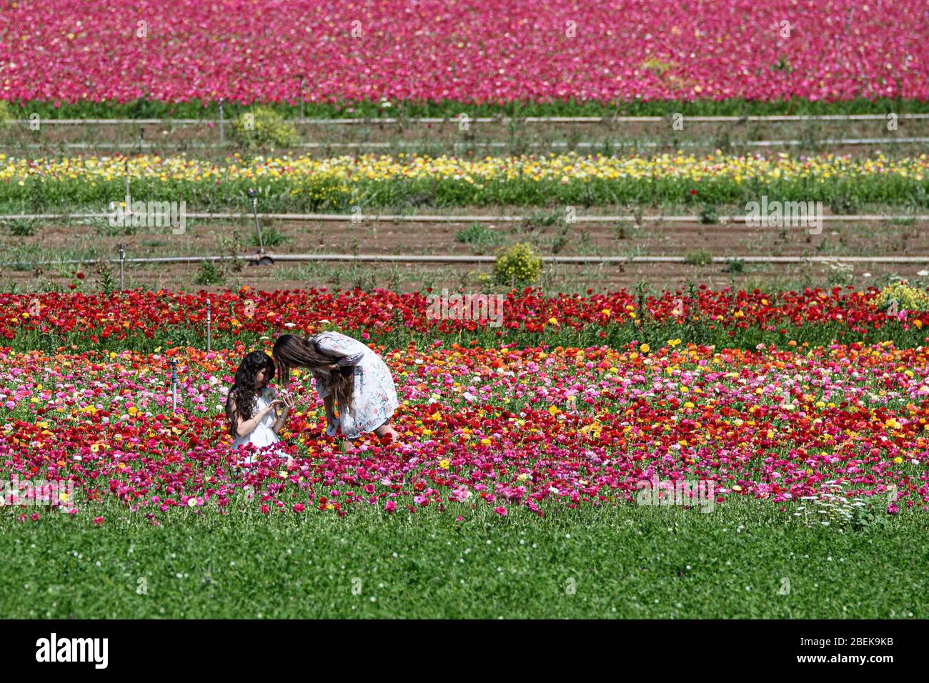 (200414) -- HULA-TAL, 14. April 2020 (Xinhua) -- Menschen werden am 13. April 2020 in einem Feld von Butterblumenblumen im Hula-Tal im Norden Israels gesehen. (Ayal Margolin/JINI über Xinhua) Stockfoto