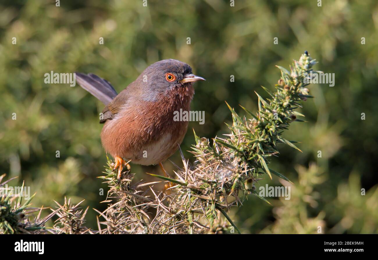 Ein Dartford-Warbler, Sylvia undata, thront auf EINEM Gorse Bush mit erhobenem Schwanz, der sein Territorium schützt. Aufgenommen in Keyhaven UK Stockfoto