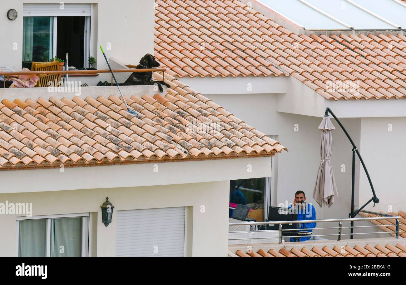 Altea La Vella, Provinz Alicante, Spanien, 21. März 2020, ein neugieriger Hund auf seinem Balkon und sein Nachbar auf Handy und Computer Stockfoto
