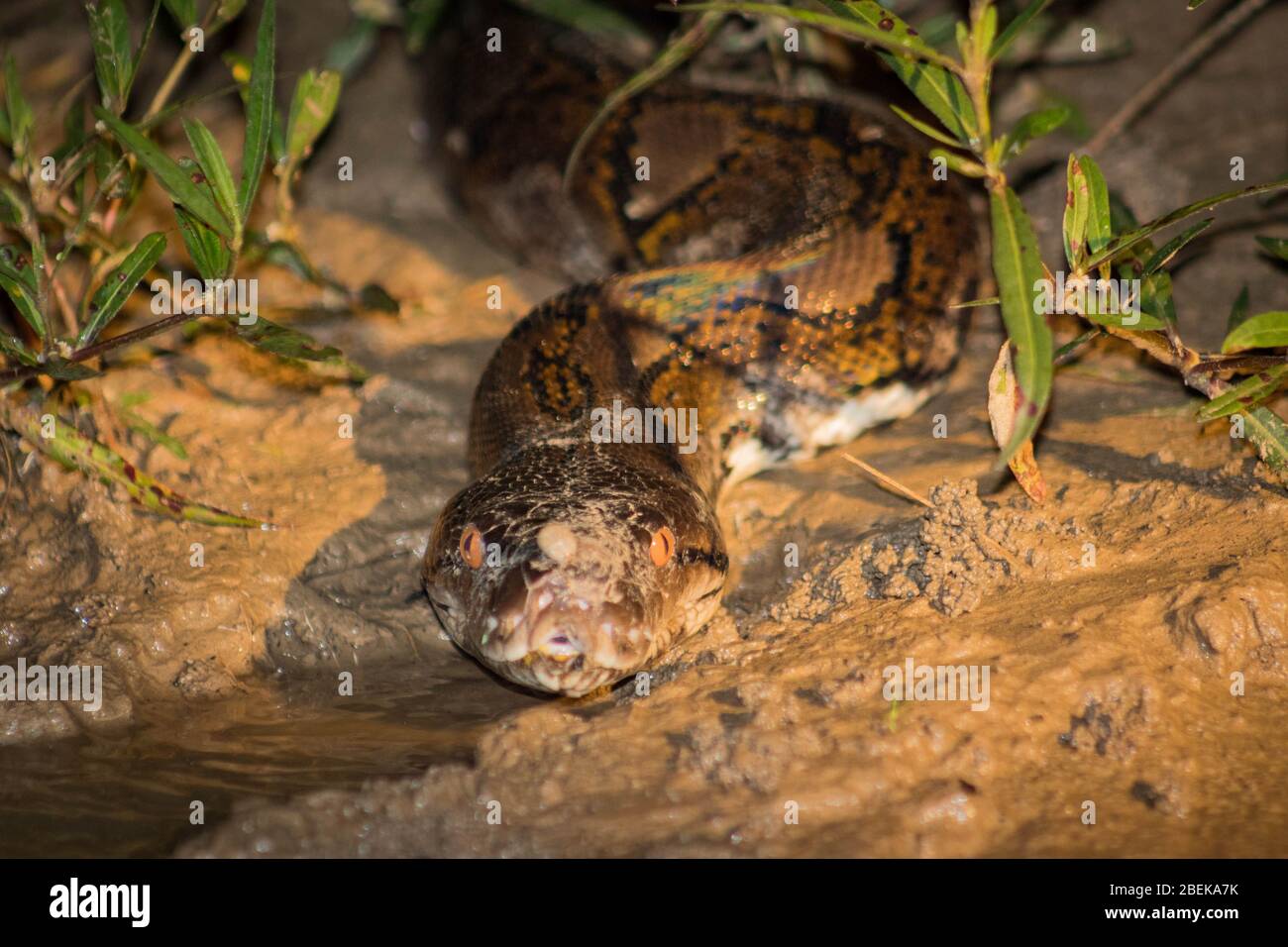 Starren Sie mit einer Netzpython während einer nächtlichen Flusssafari auf dem Kinabatangan River, malaysischer Borneo. Stockfoto