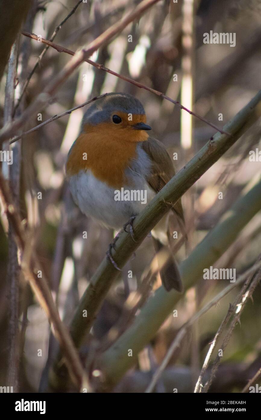 Neugierig Robin sitzt auf Zweig in Blashford Lakes, Großbritannien. Stockfoto