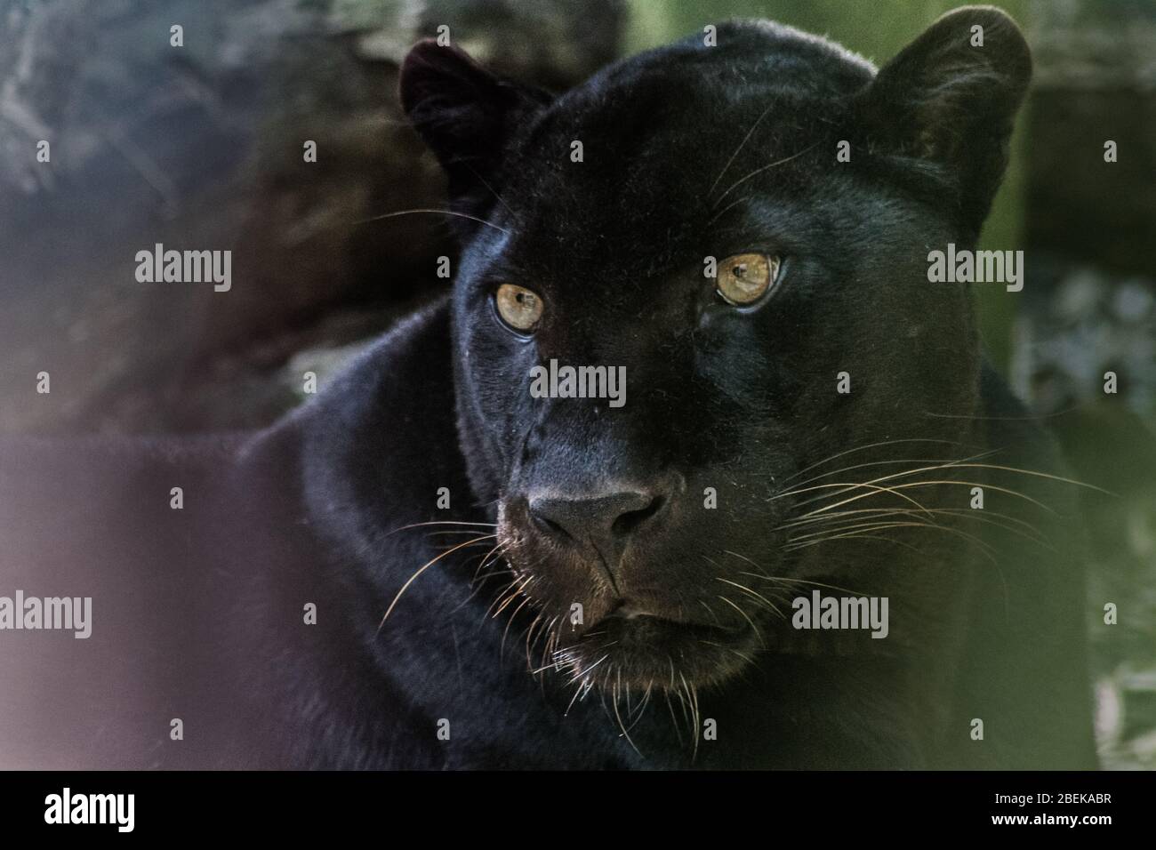 Schwarzer Leopard, der seine Umgebung genau im Auge behält. Stockfoto