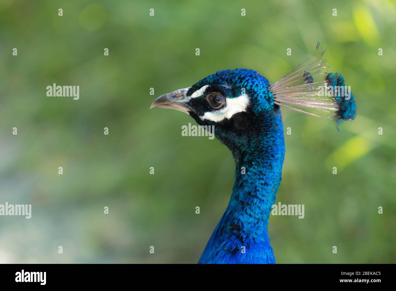 Blauer Pfau beim Bummeln im Exmoor Zoo Stockfoto