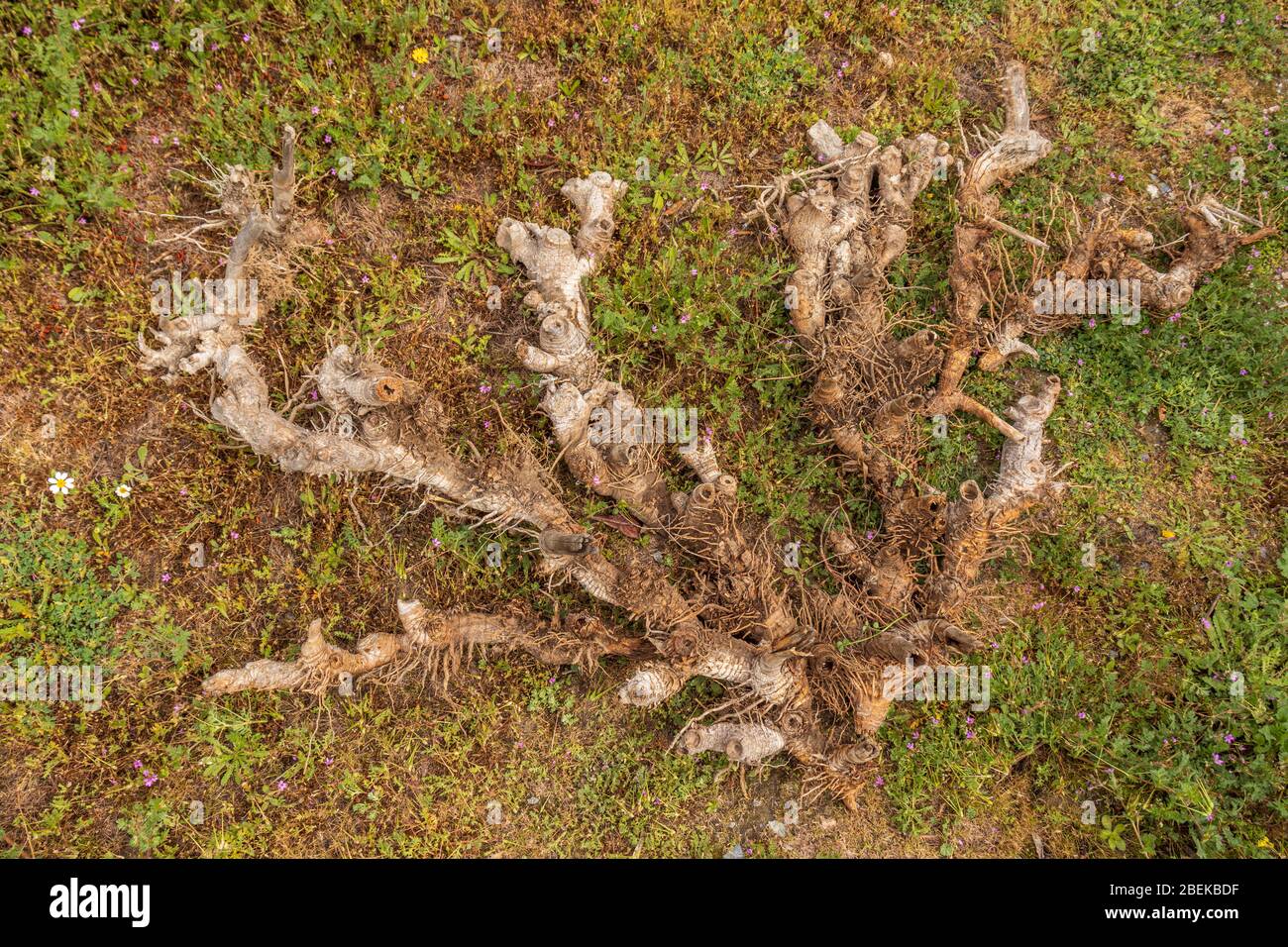 Arundo donax, spanisches Rohrwurzel-System Stockfoto