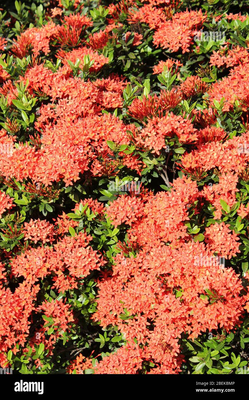 Flamme des Waldes Ixora coccinea Stockfoto