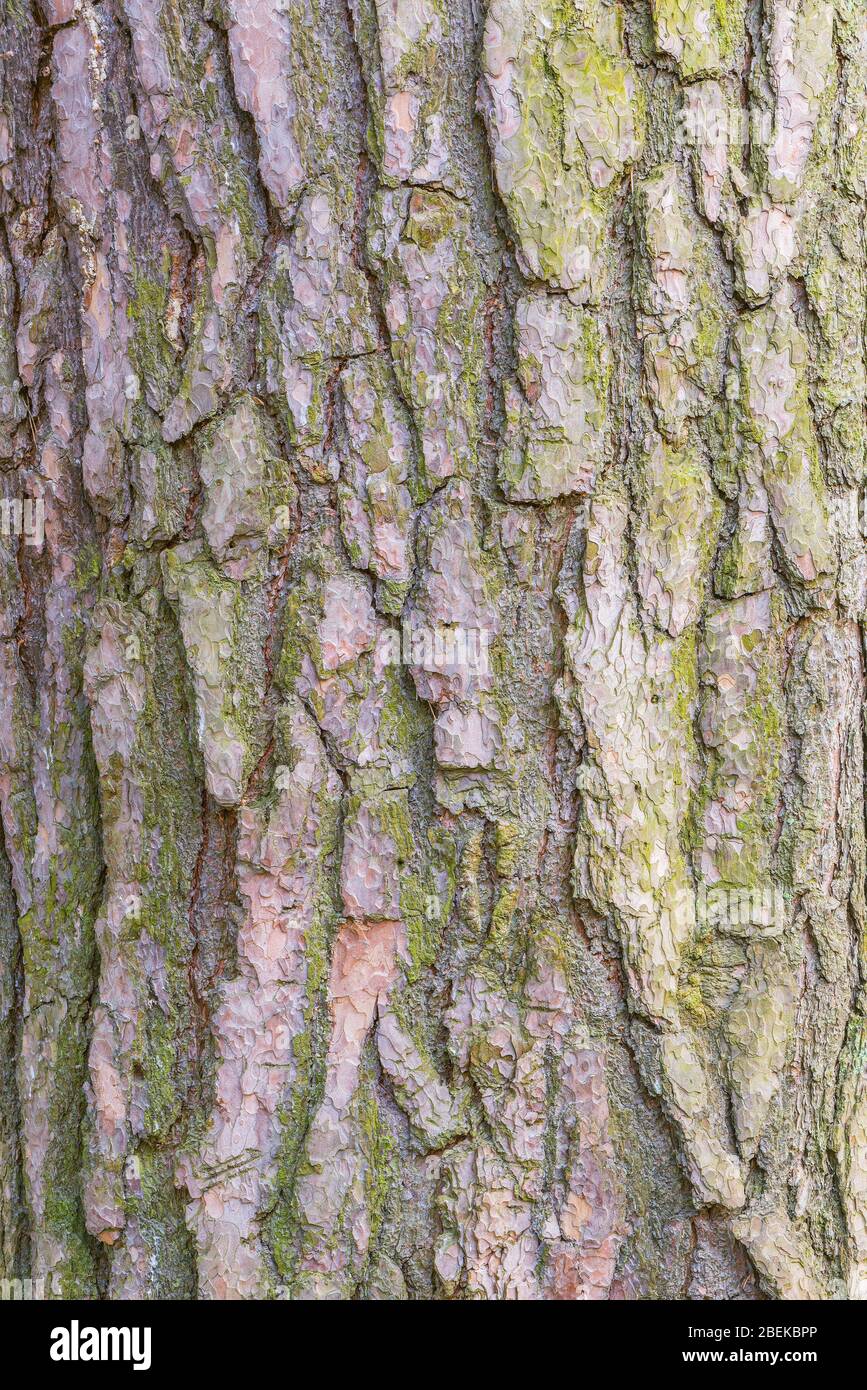 Moos auf der Rinde-Textur des Kiefernbaums. Stockfoto