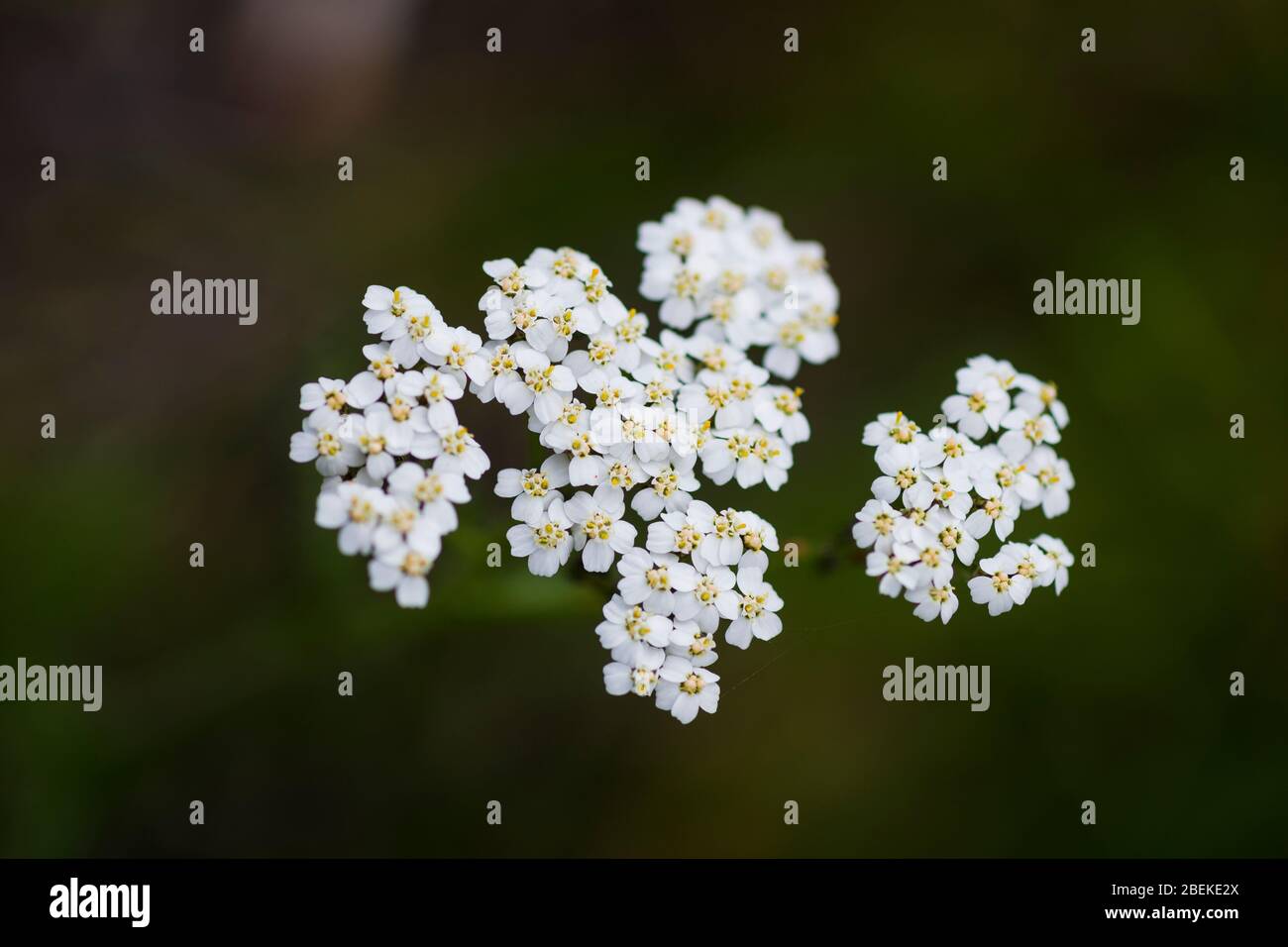 Nahaufnahme, Makrofoto der weißen blühenden Schafgarbe mit verschwommenem, Bokeh, grünem Hintergrund Stockfoto