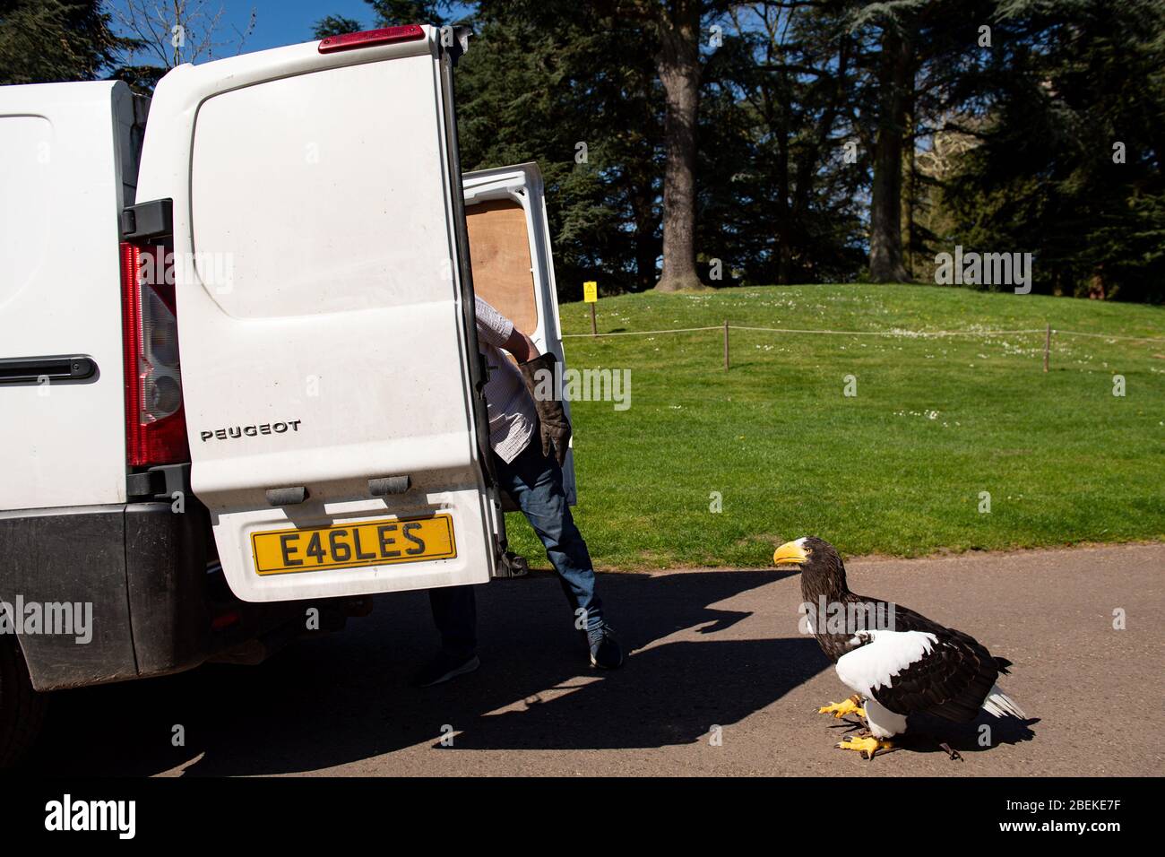 Der Kopffalkner Chris O'Donnell übt einen Steller's Sea Eagle im Warwick Castle, Warwick, der Heimat der größten Greifvogelshow Großbritanniens. Die Vögel des Schlosses können ihre regelmäßigen Ausstellungen nicht geben, da Großbritannien weiterhin gesperrt ist, um die Ausbreitung des Coronavirus zu verhindern. Stockfoto