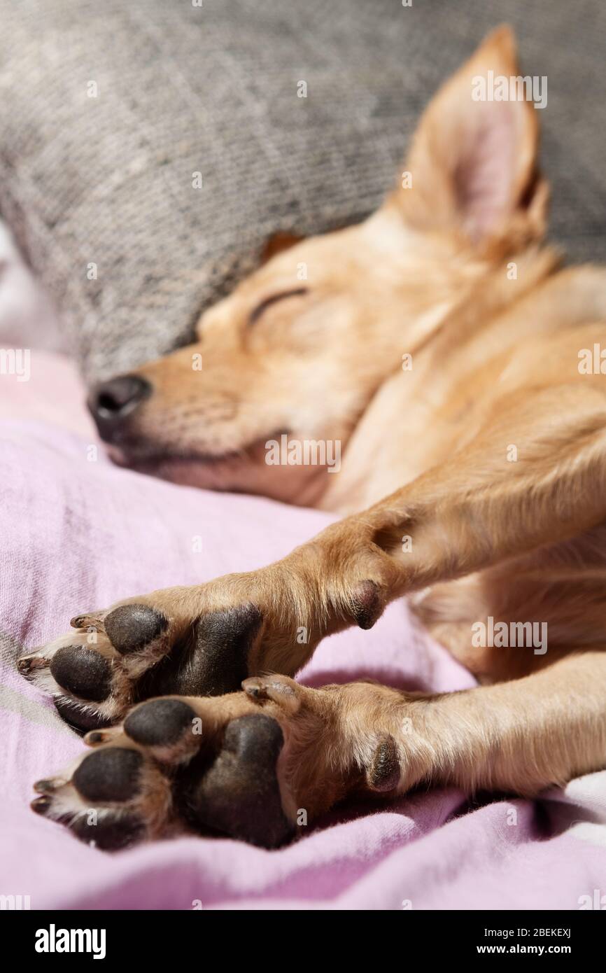 Pfoten Nahaufnahme eines niedlichen Hund schläft auf einem Sofa. Haustiere, Hunde und tierische Anatomie Konzepte Stockfoto