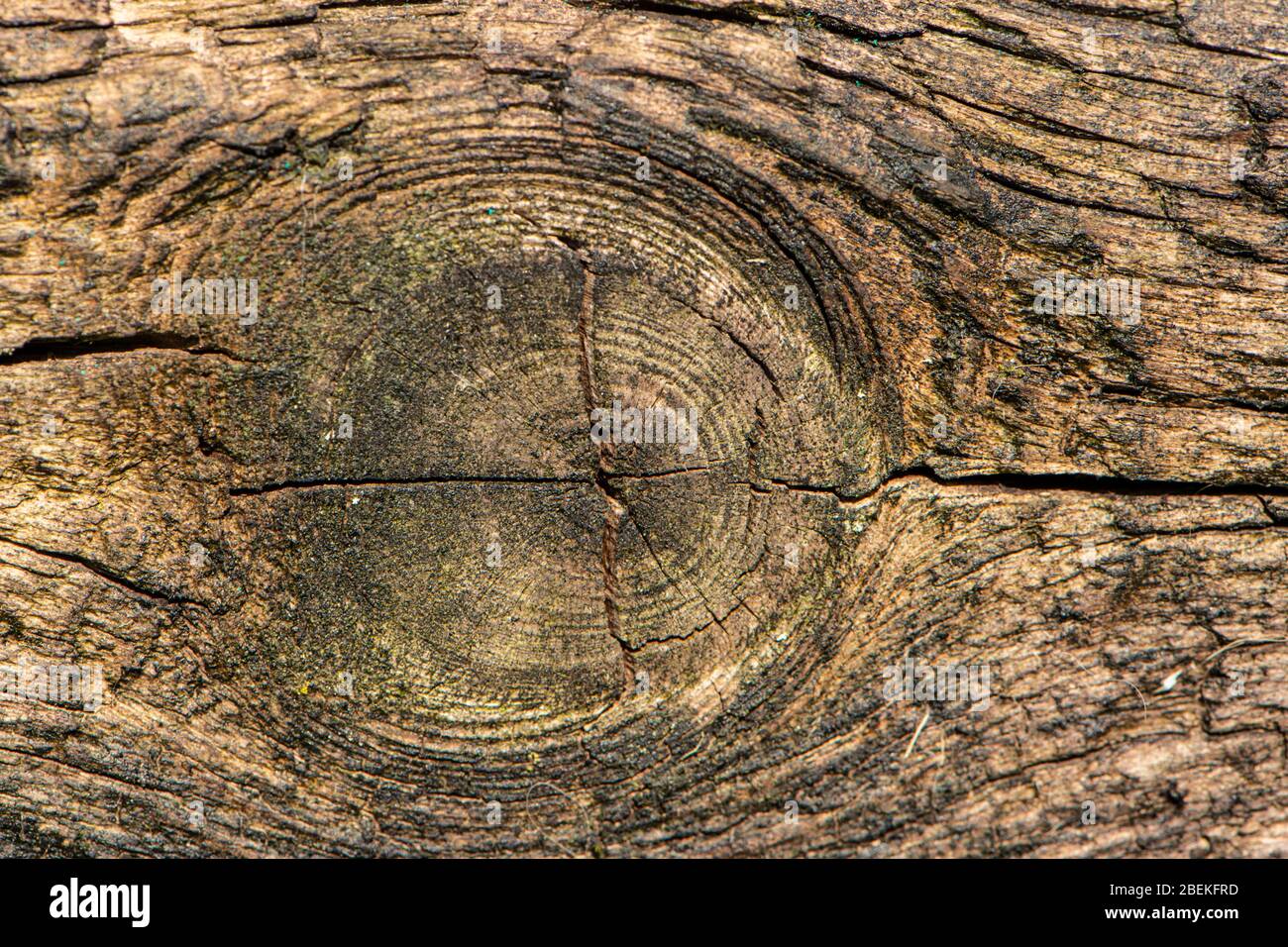 Holzsturz aus alter Eiche Stockfoto