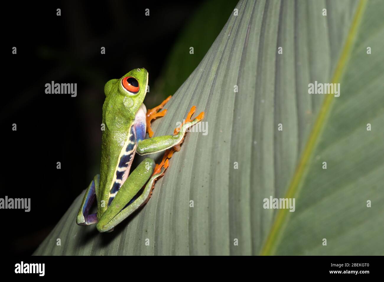 Nachtfotografie eines roteäugigen Baumfrosches oder Blattfrosches oder Gaudy Blattfrosch (Agalychnis callidryas), der auf einem Stamm einer tropischen Pflanze posiert. Costa Rica. Stockfoto