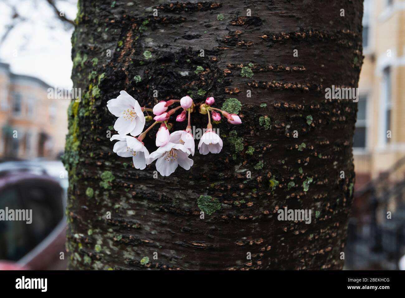 New York City Kirschbaum Stamm mit Knospen Kirschblüten Stockfoto