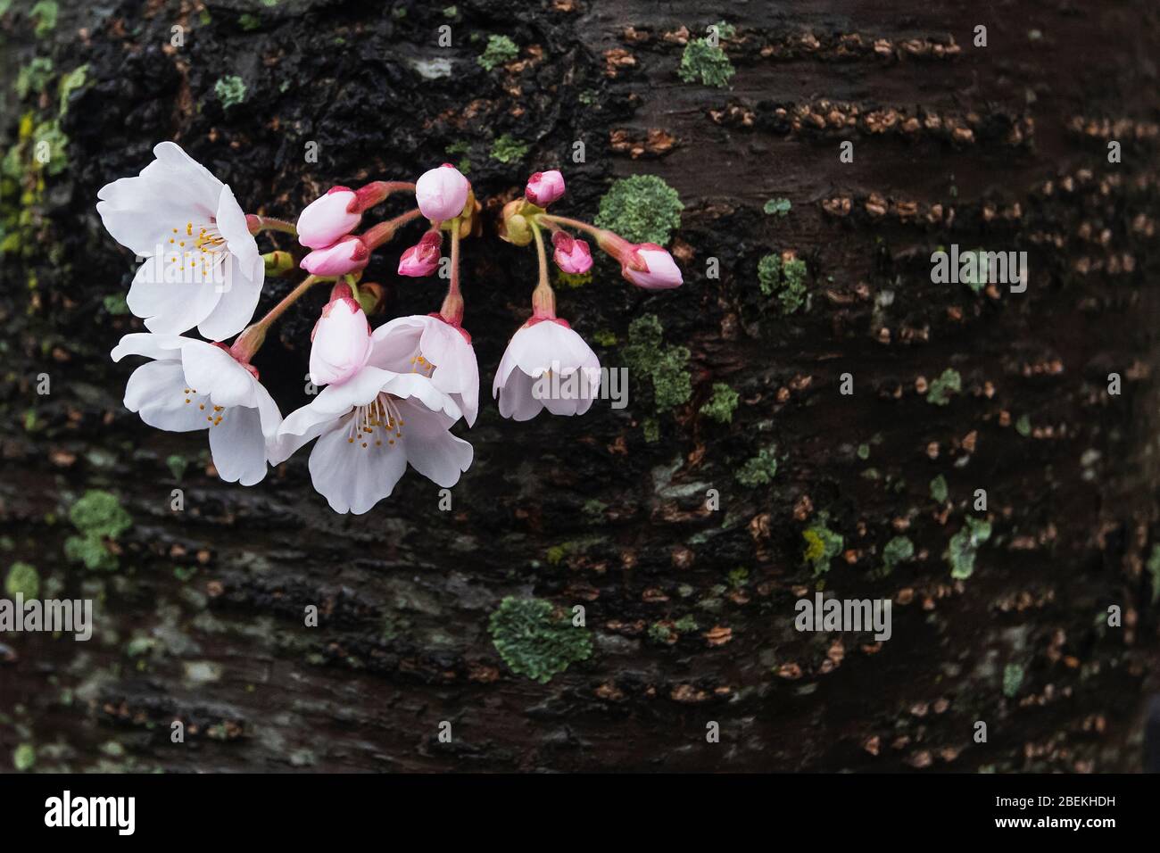 New York City Kirschbaum Stamm mit Knospen Kirschblüten Stockfoto