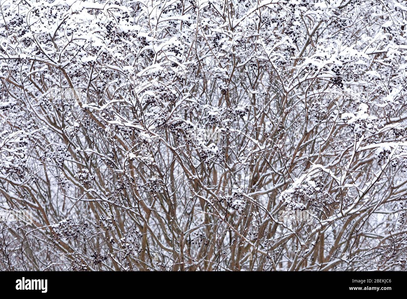 Winter in Tennessee Stockfoto