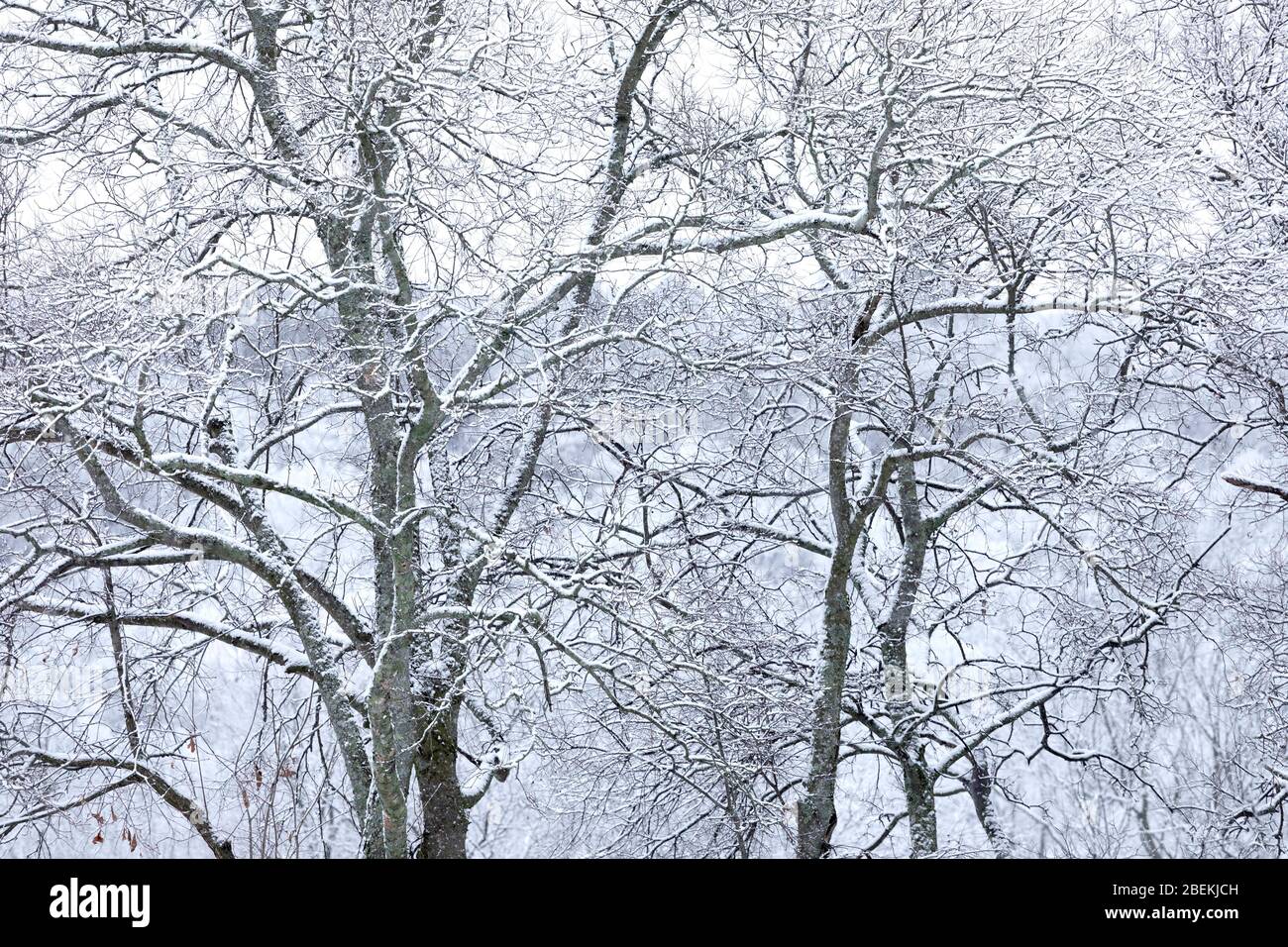 Winter in Tennessee Stockfoto
