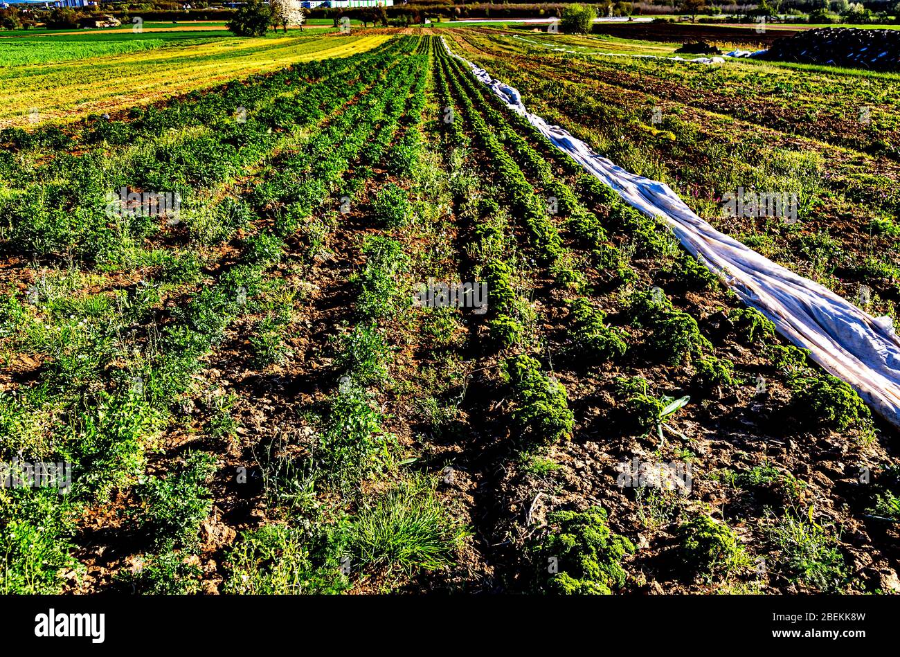 Ökologischer Landbau in Deutschland – große Felder mit langen Reihen Petersilie. Stockfoto