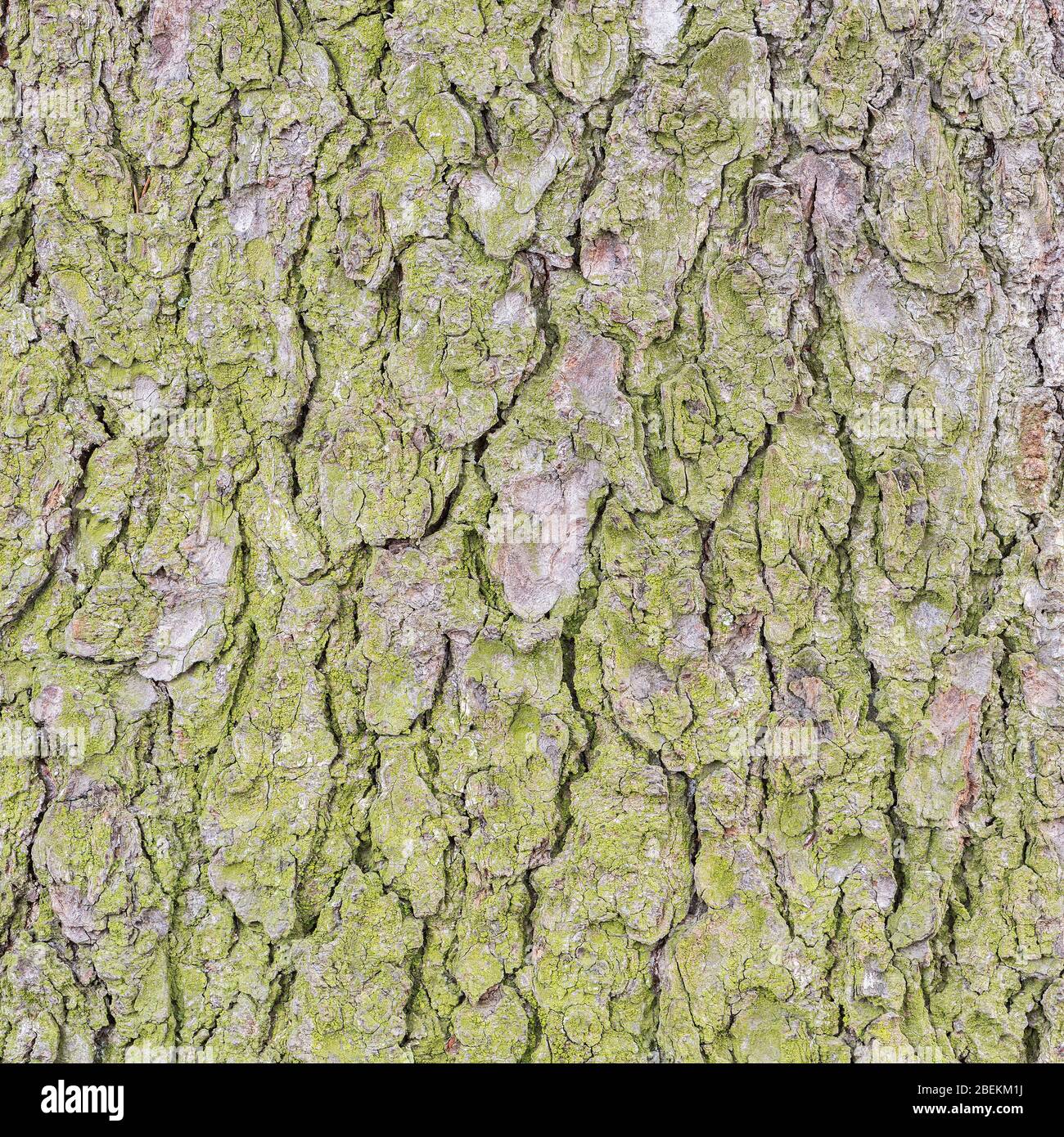Moos auf Fichtenbaum Rinde Textur. Stockfoto