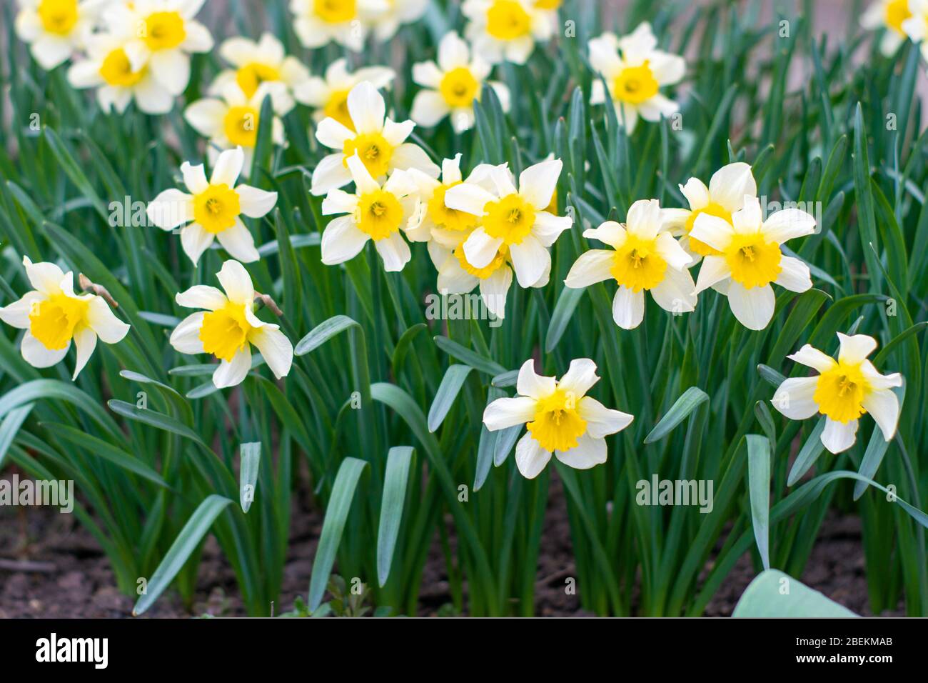 Blühende gelbe Gladiolen mit dem grünen Laub als Hintergrund Stockfoto